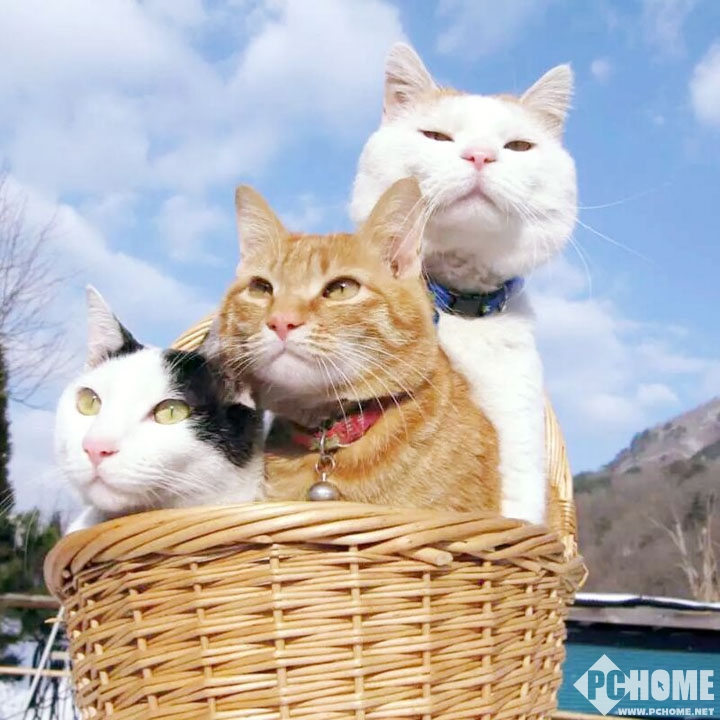 喵喵喵?NHK正在制作面向猫的电视节目_新闻