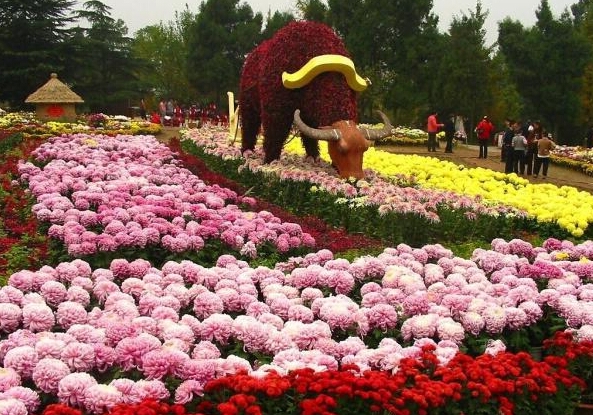 武汉第33届金秋菊展 VR赏菊成为热点