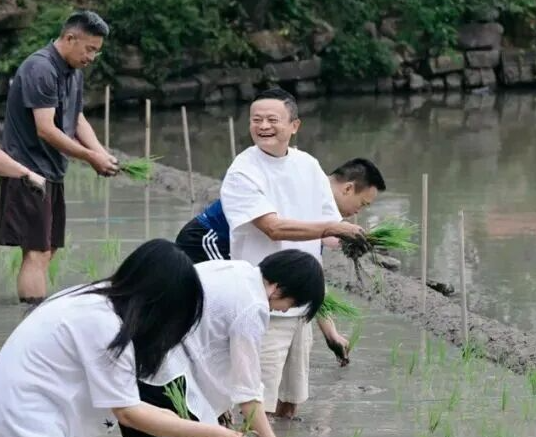 阿里管理层集体下田插秧团建，马云现身，一上午种了半亩水田